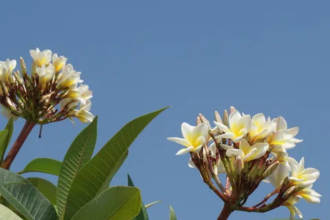 frangipani,champa laos,白色花朵,芳香,天空,开放,frangipani花朵,champa白色 frangipani,champa laos,白色花朵,芳香,天空,开放,frangipani花朵,champa白色