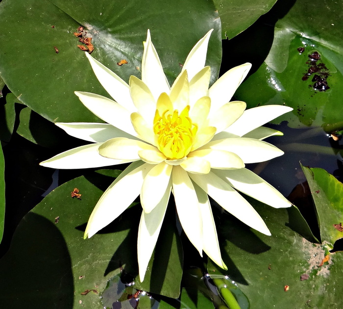 睡莲，香蕉睡莲，黄睡莲，墨西哥睡莲，睡莲，花朵，睡莲科，水生
