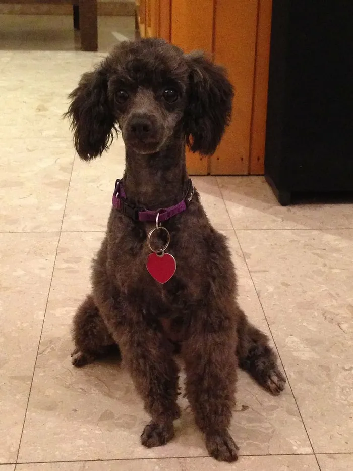 狗，水坑，小狗，家养，哺乳动物，家养动物，宠物，一种动物