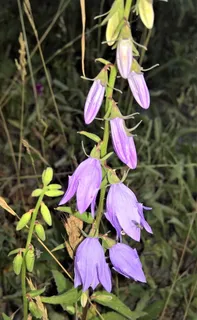 野花，铃铛花，灌木，紫色花，大，铃铛形，野生，美丽