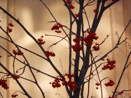 罗文，罗文莓，山梨，野灰，果核，罗文树，秋天，植物