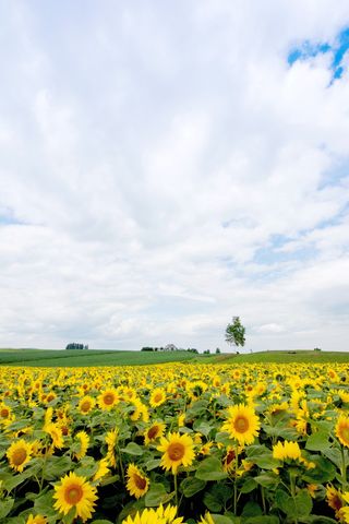 日本，北海道，别伊，向日葵，国家，黄色，开花植物，花