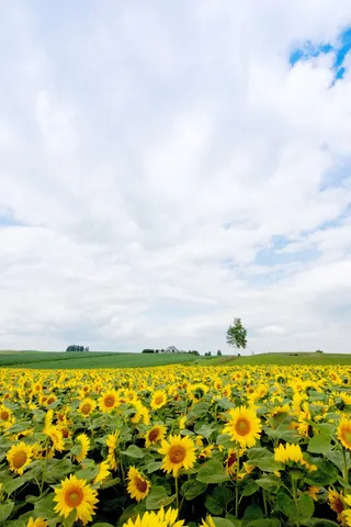 日本，北海道，别伊，向日葵，国家，黄色，开花植物，花