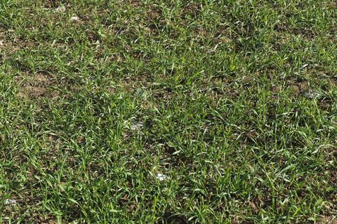 草，背景，自然，背景草，图案，纹理，草纹理，背景图像