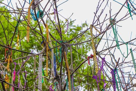 悬挂式，各色珠子项链，细枝，狂欢节，新奥尔良，树，狂欢节珠子，路易斯安那州