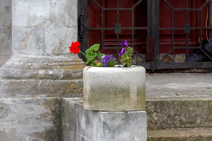 天竺葵，植物，花朵，花朵，石板，人行道，小路，莫斯科