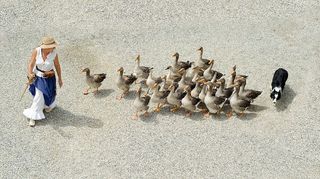 羊群，鸭子，跟随者，女人，鹅，鹅，女孩，狗