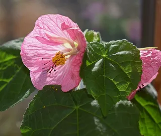开花枫树，容器植物，粉红色，成对，花，开花，开花，自然
