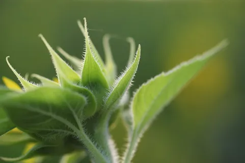 自然,植物,绿色,叶子,绿色,叶子,绿色颜色,生长,叶子 自然,植物,绿色,叶子,绿色,叶子,绿色颜色,生长,叶子