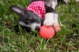 巴西、动物、菲尔霍特、卡霍罗、波尔卡圆点、玩耍、小狗、狗