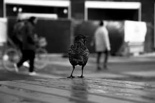 鸡在表面的灰度摄影