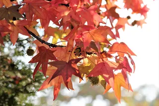 枫树、槭树、彩叶、树枝、树木、秋天、季节、自然