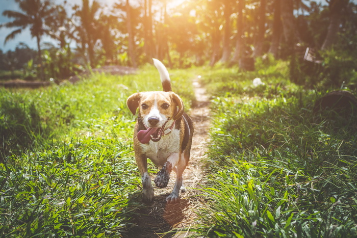 走在草地上的成年小猎犬