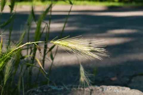 耳, 离, 路边, 夏季, 植物, 性质, 增长