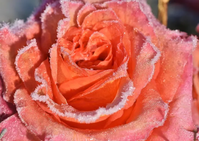 玫瑰，玫瑰开花，开花，开花，霜冻，冰，艾斯克里斯塔勒，寒冷