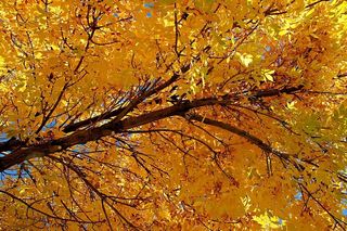 这是我2011年10月20日在科罗拉多州丹佛附近的一次郊游中拍摄的许多美丽的金秋树之一。这是一个美好的一天，树木非常壮观。