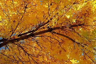 这是我2011年10月20日在科罗拉多州丹佛附近的一次郊游中拍摄的许多美丽的金秋树之一。这是一个美好的一天，树木非常壮观。