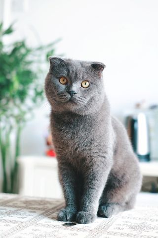 猫，英国短毛猫，英国短毛猫，蓝猫，猫，一种动物，哺乳动物，聚焦前景