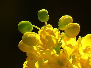 桃花心木，普通，近，普通桃花心木，十大功劳，桃花心木，开花，开花