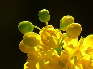 桃花心木，普通，近，普通桃花心木，十大功劳，桃花心木，开花，开花