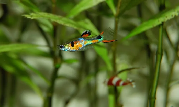 孔雀鱼，鱼，彩色，水生物，水下世界，玩具，贴身，水族馆