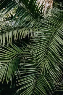 热带棕榈叶,花卉图案背景 热带棕榈叶,花卉图案背景