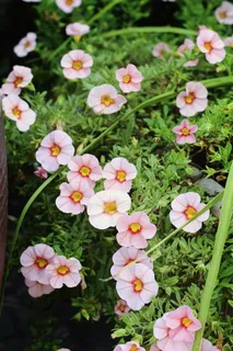 小,花,粉红色,叶,叶,绿色,夏天,自然 小,花,粉红色,叶,叶,绿色,夏天,自然