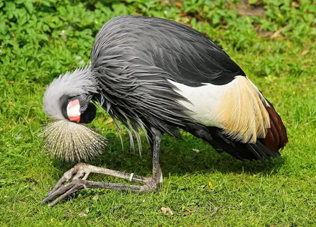 灰冠鹤，鹤，鸟，春冠，南非灰冠鹤