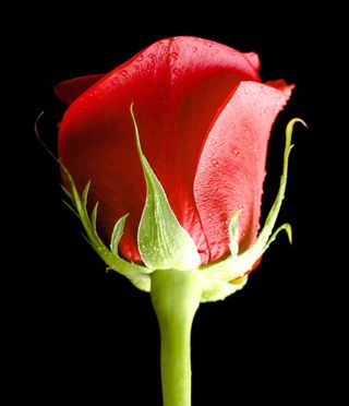 黑色、玫瑰色、红色、背景、特写、孤立、无人、花瓣