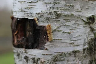 英国，雷丁，绿色公园商业园，雪花，纹理，自然，树木，户外