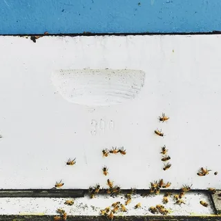 蜜蜂，蜂蜜，春天，肮脏，乌黑，磨损，图案，桌面