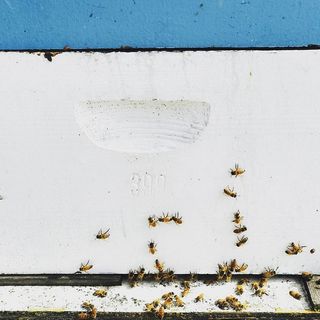 蜜蜂,蜂蜜,春天,肮脏,乌黑,磨损,图案,桌面 蜜蜂,蜂蜜,春天,肮脏,乌黑,磨损,图案,桌面