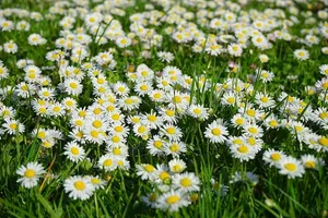 白色和黄色雏菊的田野