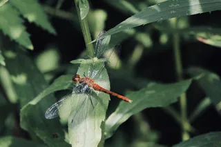 虫子，自然，翅膀，特写，蜻蜓，蜻蜓，虫子，昆虫