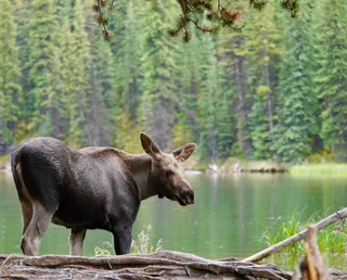 驼鹿犊、驼鹿、加拿大、驼鹿童、驼鹿湖、贾斯珀、艾伯塔、国家公园