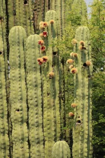 疑问，人力资源，水果和蔬菜，早上好，农民，母猪，植物，生长