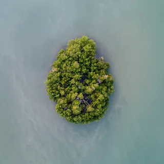 水、树木、岛屿、生长、无人机、绿色、摄影棚拍摄、植物 水、树木、岛屿、生长、无人机、绿色、摄影棚拍摄、植物