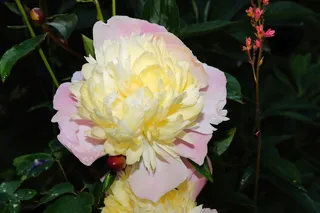 花, 开花, 牡丹, 关闭, 白, 招标, 甜