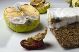 食物，霉菌，蓝奶酪，吃，食物，霉菌，奶酪，白，苹果