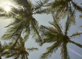 树，植物，棕榈树，槟榔科，夏天，火炬，热带，光