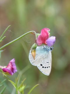 蓝蝴蝶、假飞虱、法里戈拉的飞虱、利巴、香豌豆、花朵、开花植物、大自然之美