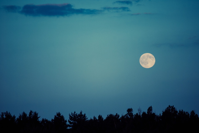 月亮、天空、夜晚、黑暗、轮廓、树木线条、自然、黄昏