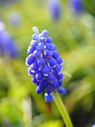 麝香，花朵，蓝色，普通葡萄风信子，风信子，观赏植物，园林植物，葡萄麝香