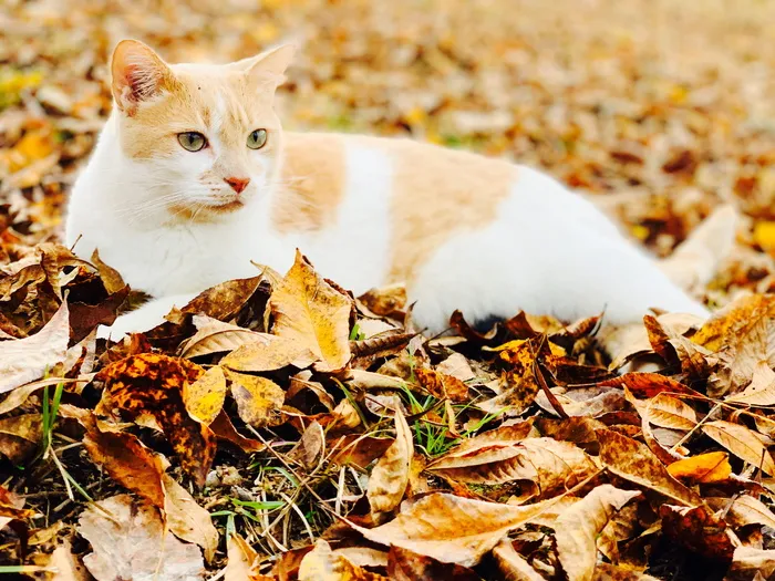 干叶上的白色和橙色猫