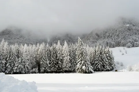 白雪覆盖,针叶树摄影,白天,冬天,场景,山脉,仙境,森林 白雪覆盖,针叶树摄影,白天,冬天,场景,山脉,仙境,森林