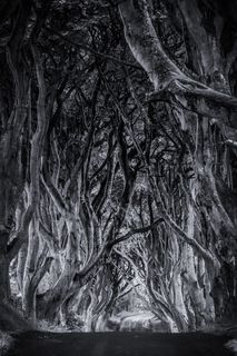 黑暗的树篱，英国，斯特拉诺科姆，路，爱尔兰，黑白，幽灵，树木