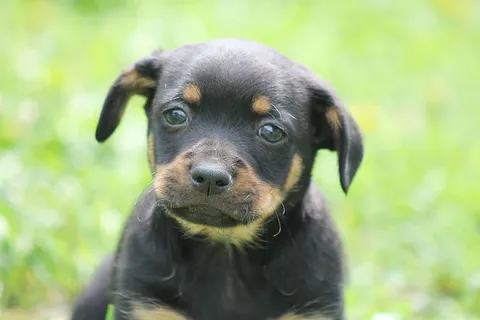 狗，混合狗，腊肠，一种动物，狗，家养，宠物，动物主题