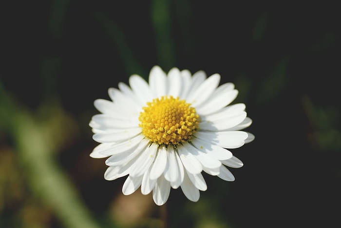 自然，黄色，花瓣，模糊，开花，开花，开花，开花