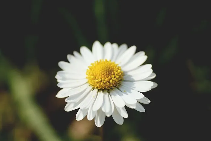 自然，黄色，花瓣，模糊，开花，开花，开花，开花