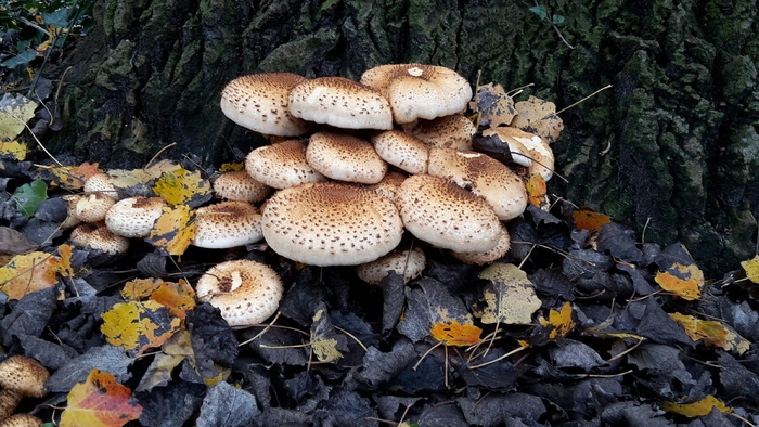 真菌, 蘑菇, 自然, 有毒蘑菇, 森林, 蘑菇, 菌类, 食品